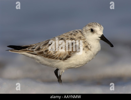 Sanderling nicht Zucht Gefieder auf Nahrungssuche am Strand im Anastasia State Park, St. Augustine, Florida Stockfoto