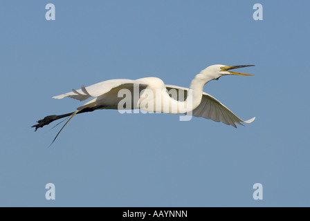 Silberreiher im Flug St. Augustine Alligator Farm, St. Augustine, Florida Stockfoto