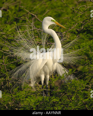 Silberreiher, St. Augustine Alligator Farm St. Augustine Florida anzeigen Stockfoto