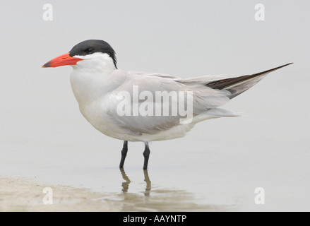 Raubseeschwalbe Zucht Gefieder am Strand von Florida Fort DeSoto Park Tierra Verde Stockfoto