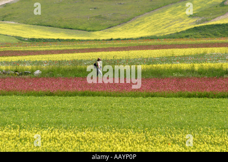 Spektakuläre jährliche Wildflower anzeigen auf dem Piano Grande bei Castelluccio, im Nationalpark der Monti Sibillini, Le Marche, Italien Stockfoto