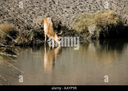 Tule Elk trinkt Wasser Stockfoto