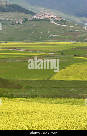 Spektakuläre jährliche Wildflower anzeigen auf dem Piano Grande bei Castelluccio, im Nationalpark der Monti Sibillini, Le Marche, Italien Stockfoto