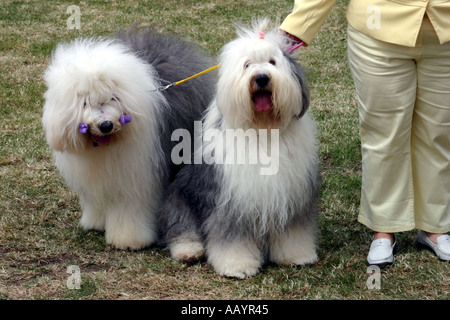 Dame mit zwei alten englischen Schäferhunden stehend Stockfoto