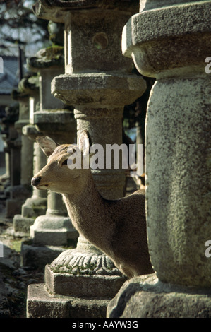 Ein Sika-Hirsch (Cervus nippon) unter Steinlaternen namens ishidourou in Nara, Japan Stockfoto