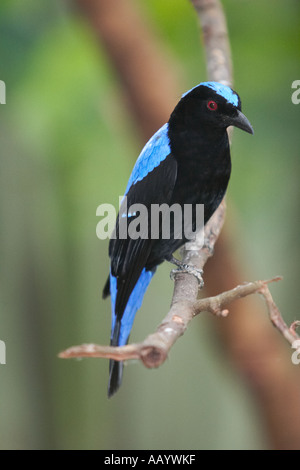 Erwachsenes Männchen der asiatischen Feenbluebird, die auf einem Baumzweig verbarcht. Wissenschaftlicher Name: Irena puella. Langkawi Bird Paradise, Langkawi Island, Malaysia. Stockfoto