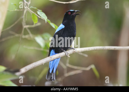 Asiatische Märchen Bluebird singen. Langkawi Bird Paradise, Langkawi, Malaysia. Stockfoto