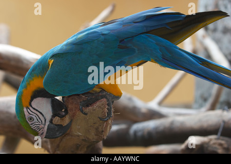 Blau-gelbe ARA. Wissenschaftlicher Name: Ara Ararauna. Langkawi Bird Paradise, Malaysia. Stockfoto