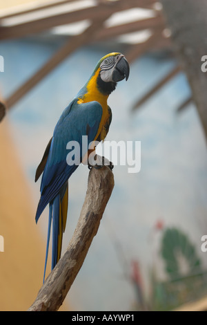 Blau-gelbe ARA. Wissenschaftlicher Name: Ara Ararauna. Langkawi Bird Paradise, Malaysia. Stockfoto