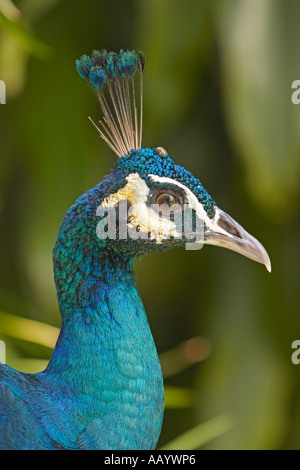 Porträt der ein Pfau im Vogelpark Kuala Lumpur, Malaysia hautnah. Stockfoto