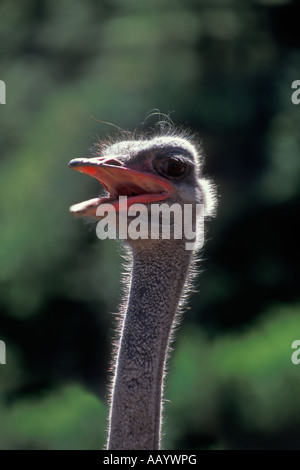 Nahaufnahme von einem Vogel Strauß den Kopf Stockfoto