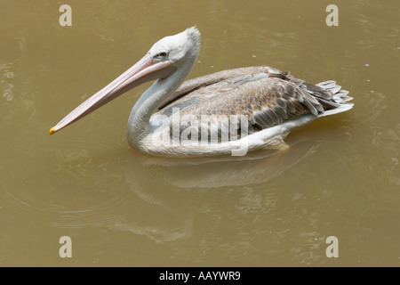 Pinkfarbener Pelikan (Pelecanus rufescens) schwimmt in einem See im Kuala Lumpur Bird Park. Kuala Lumpur, Malaysia. Stockfoto