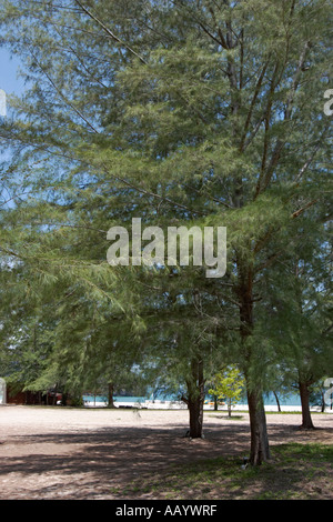 Casuarina Bäumen (Wissenschaftlicher Name: Casuarina equisetifolia) Wachsende am Tanjung Rhu Strand. Insel Langkawi, Malaysia. Stockfoto