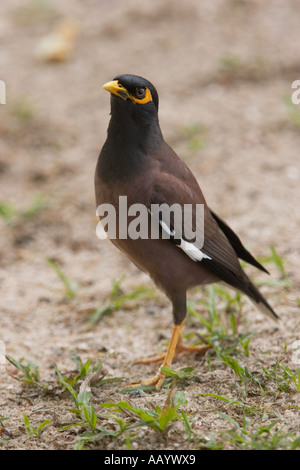 Porträt von einem wilden gemeinsamen Myna. Der Insel Langkawi, Malaysia. Stockfoto