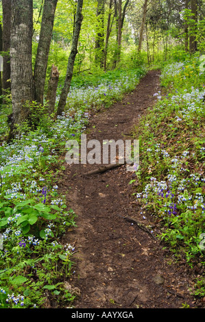 Trail durch Waldlichtung of Blue eyed Mary und Frühjahr Larkspur Raven laufen in der Nähe von Lexington Kentucky Stockfoto