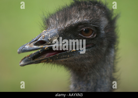 Nahaufnahme des emu-Kopfes (Dromaius novaehollandiae) im Zoo von Kuala Lumpur. Kuala Lumpur, Malaysia. Stockfoto