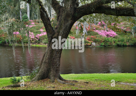 Live Oak mit spanischem Moos Framing Teich und Azaleen im Garten Middleton Place Plantage in der Nähe von Charleston South Carolina Stockfoto