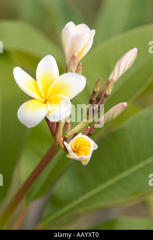 Nahaufnahme von Frangipani, auch bekannt als Plumeria (Plumeria alba) Blumen. Langkawi Island, Malaysia. Stockfoto