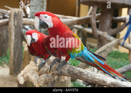 Paar von Grün-winged Aras in Langkawi Bird Paradise, Malaysia. Stockfoto