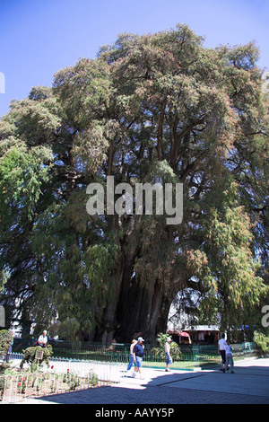 Riesige Zypresse Tule, Arbol del Tule, Santa Maria del Tule, Ahuehuete, in der Nähe von Oaxaca, Bundesstaat Oaxaca, Mexico Stockfoto