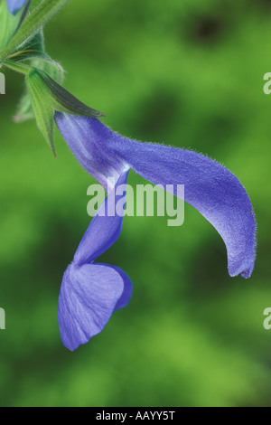 Salvia Blauer Engel Stockfoto