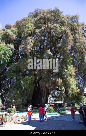 Riesige Zypresse Tule, Arbol del Tule, Santa Maria del Tule, Ahuehuete, in der Nähe von Oaxaca, Bundesstaat Oaxaca, Mexico Stockfoto