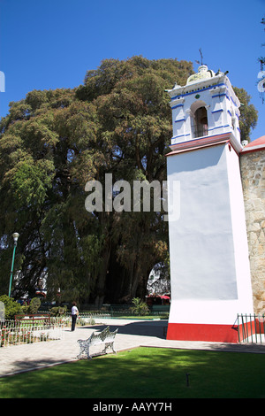 Riesige Zypresse Tule, Arbol del Tule, Kirche Santa Maria, Santa Maria del Tule, Ahuehuete, in der Nähe von Oaxaca, Mexiko Stockfoto