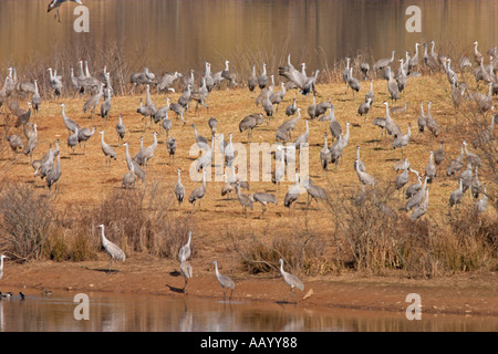 Kraniche im Hiwassee Wildlife Refuge in Tennessee Stockfoto