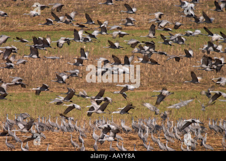 Kraniche im Hiwassee Wildlife Refuge in Tennessee Stockfoto