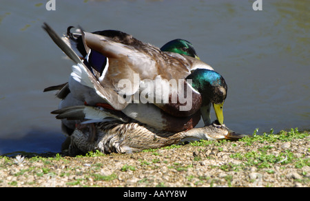 Drei männliche Stockenten, die versuchen, mit einem Weibchen paaren Stockfoto