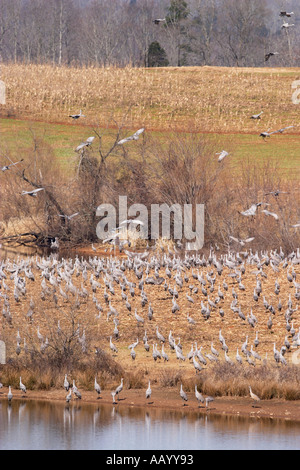 Kraniche im Hiwassee Wildlife Refuge in Tennessee Stockfoto