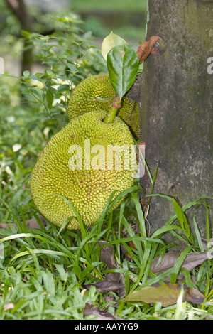 Jackfrucht wächst im Vogelpark Kuala Lumpur, Malaysia. Wissenschaftlicher Name: Artocarpus Heterophylla. Stockfoto