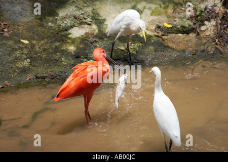 Scarlet ibis Fütterung auf Fisch in Kuala Lumpur Vogelpark. Kuala Lumpur, Malaysia. Stockfoto