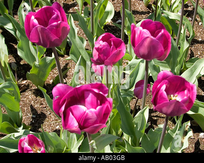 Violette Tulpen in voller Blüte an der Boston Public Garden Stockfoto