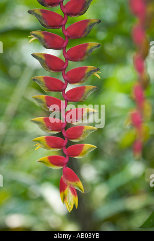 Nahaufnahme der Blütenstände der Helikonia, auch bekannt als hängende Hummerkralle (Heliconia rostrata). Kuala Lumpur, Malaysia. Stockfoto