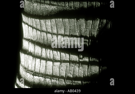 Detail-Aufnahme von Kokospalme lassen Sie von unten, in der Nacht Stockfoto