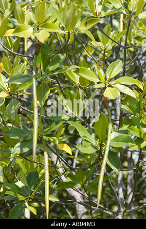 Asiatischer Mangrovenbaum (Rhizophora mucronata) mit Vermehrungen. Langkawi, Malaysia. Stockfoto