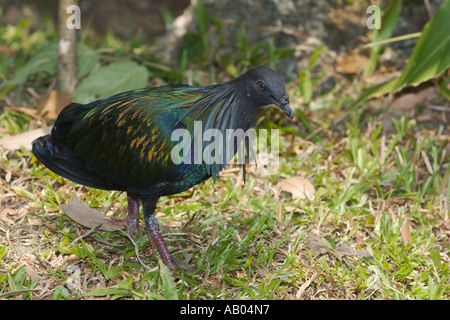 Kragentaube am Kuala Lumpur Bird Park Malaysia. Stockfoto