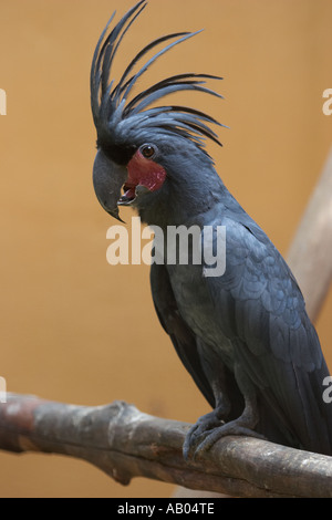 Captive palm Kakadu (Probosciger aterrimus) auf Langkawi Bird Paradise. Malaysia. Stockfoto