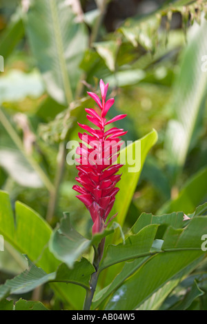Eine einzelne Blume aus rotem Ingwer (Alpinia purpurata, Synonym: Guillainia purpurata), auch bekannt als rosa KegelIngwer. Langkawi Island, Malaysia. Stockfoto