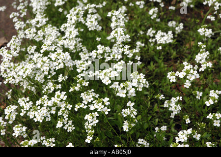 weiße Blümchen (Arabis Procurrens) auf Wiese Stockfotografie Alamy