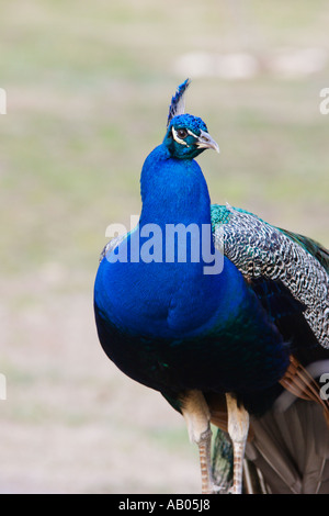 Männliche Indianer Blaue Pfauen bewegen sich frei im Magnolia Park in Apopka, Florida, USA Stockfoto