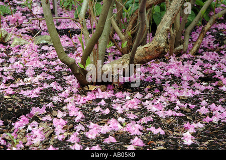 Rhododendron Mucronulatum Schnee Azalea Blume genannt auch koreanische rhododendron Stockfoto