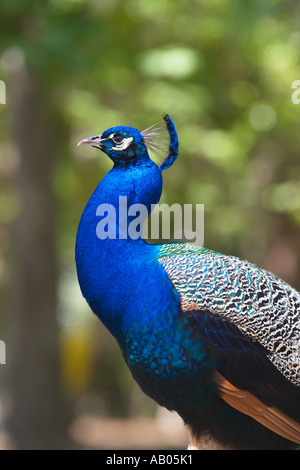 Männliche Indianer Blaue Pfauen bewegen sich frei im Magnolia Park in Apopka, Florida, USA Stockfoto