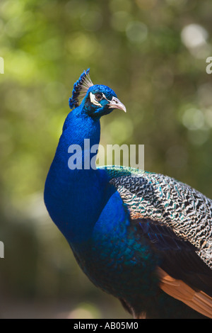 Männliche Indianer Blaue Pfauen bewegen sich frei im Magnolia Park in Apopka, Florida, USA Stockfoto