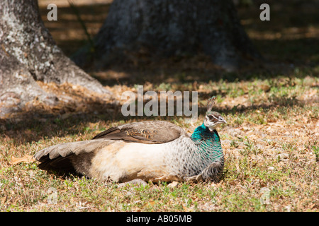 Im Magnolia Park in Apopka, Florida, USA, tummeln sich weibliche Indianer Blaue Pfauen Stockfoto