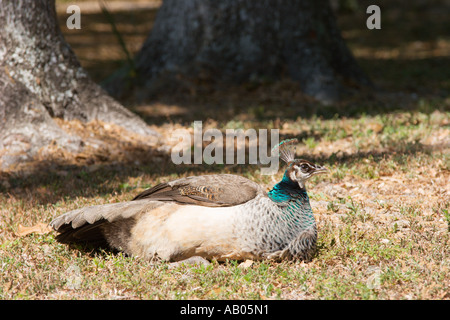 Im Magnolia Park in Apopka, Florida, USA, tummeln sich weibliche Indianer Blaue Pfauen Stockfoto