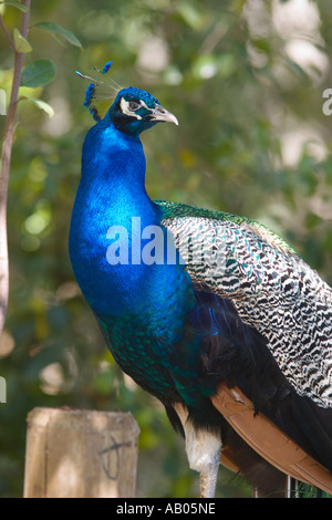 Männliche Indianer Blaue Pfauen bewegen sich frei im Magnolia Park in Apopka, Florida, USA Stockfoto