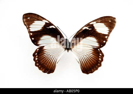 Mocker Schwalbenschwanz Papilio Dardanus weibliche Schmetterlinge aus Zentralafrika Stockfoto