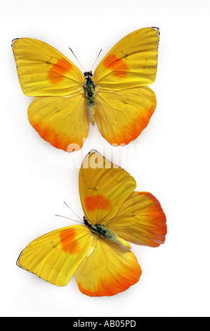 Orange vergitterten Schwefel Phoebis Philea - männliche Schmetterling Stockfoto